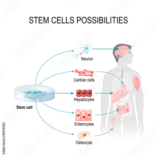 Stem cells possibilities