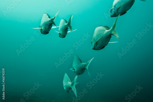 Slinger fish swimming away hind view photo