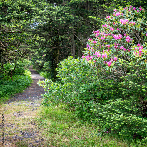 Fototapeta Naklejka Na Ścianę i Meble -  Rhododendron Trail at Roan Mountain