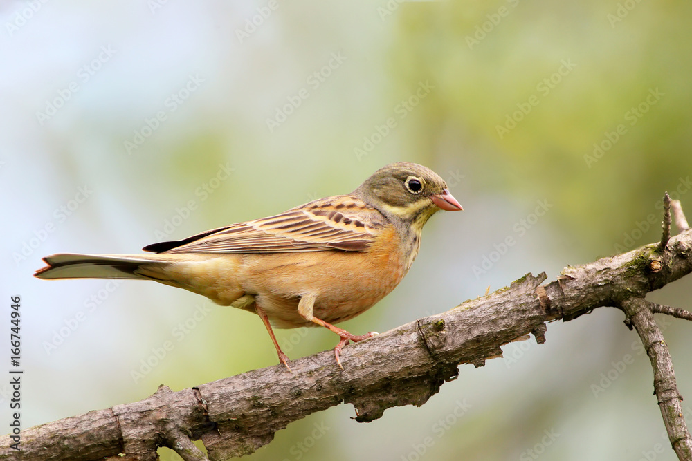 Full size portrait of male ortolan bunting. Soft morning light Full size portrait of male ortolan bunting. Soft morning light