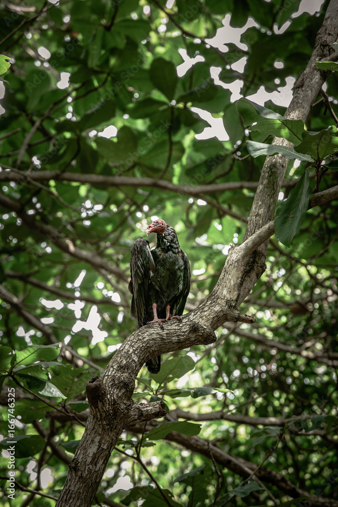 custom made wallpaper toronto digitalVulture in the thick of trees