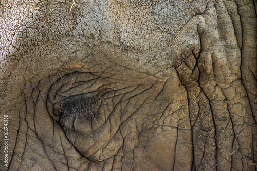 Fotografie, Tablou Elephant