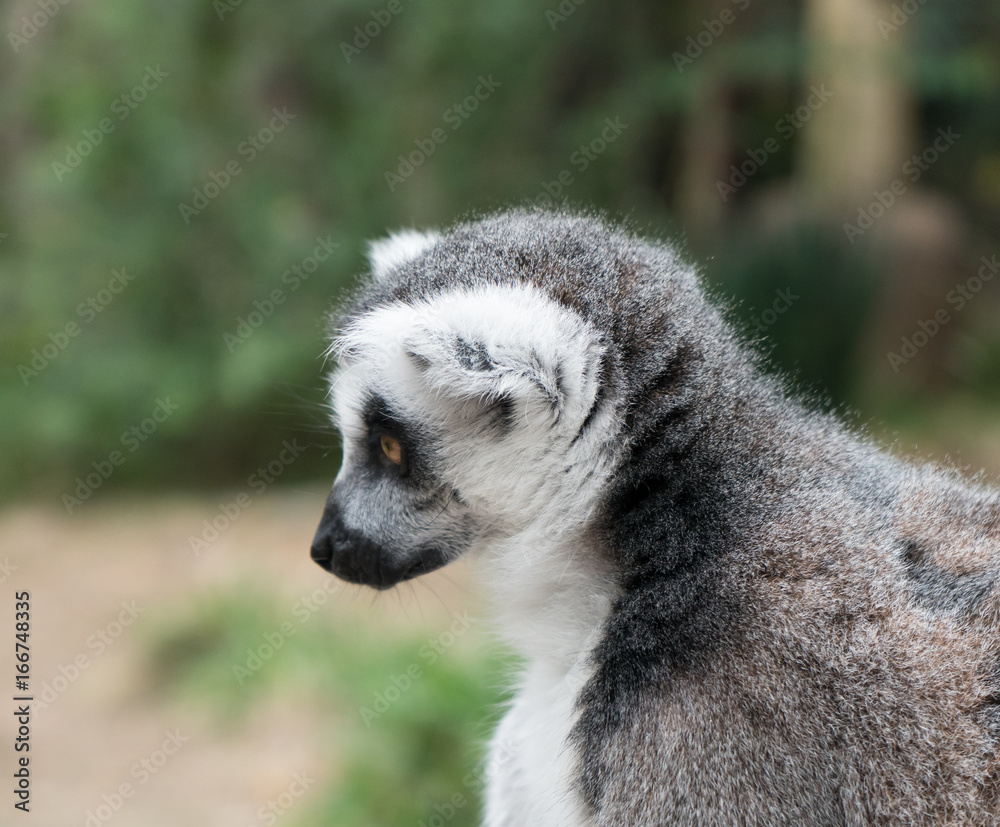 Fototapeta premium Thoughtful lemur