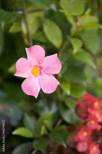 Pink Flowers