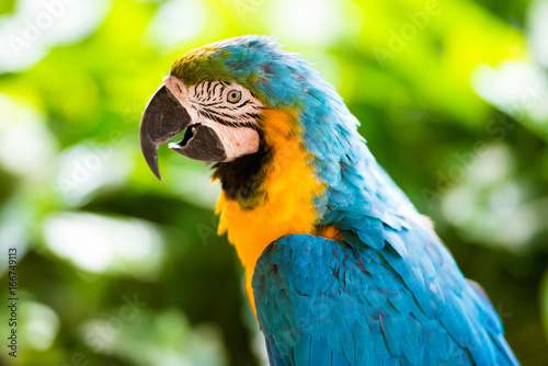 Parrot macaw, closeup on a green background