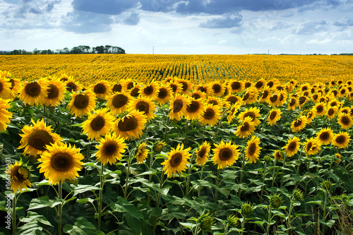 Cuadro en lienzo Sunflower field in summer