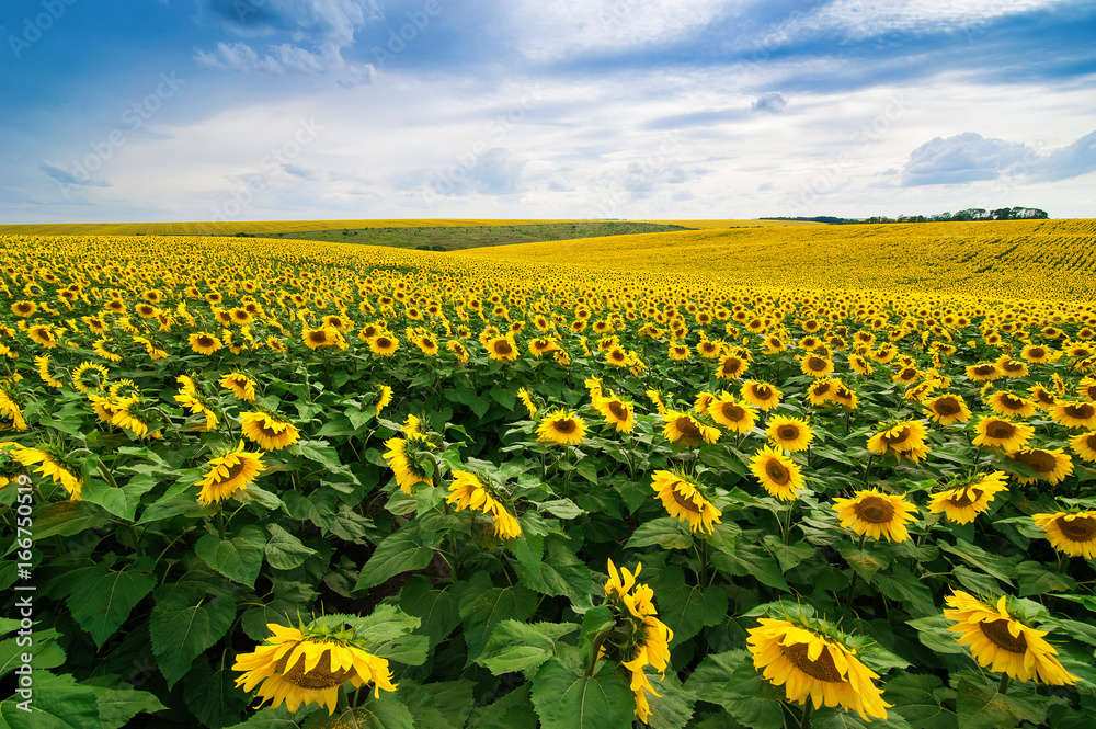 Field of sunflowers lines
