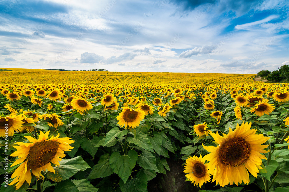 Fototapeta premium Field of sunflowers lines