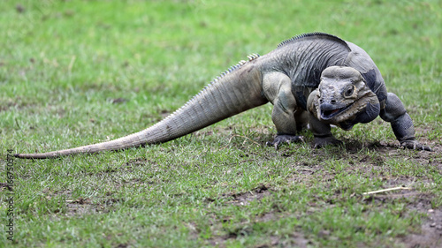 Rhinoceros iguana