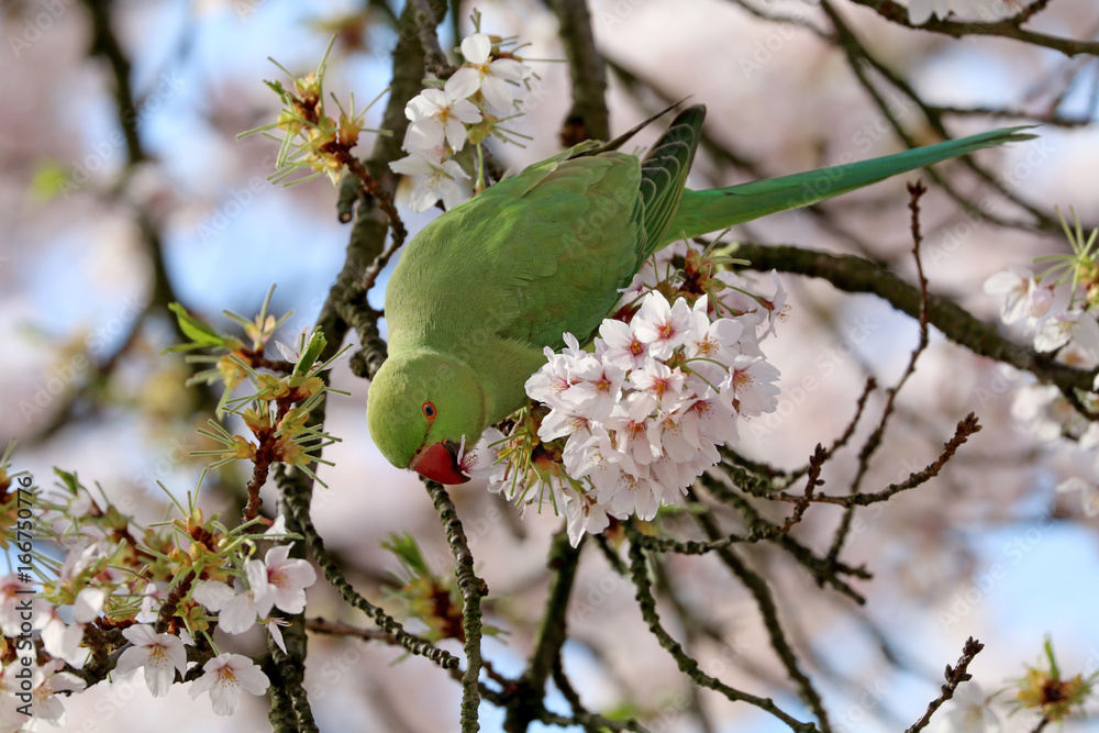 Fototapeta premium Rose-ringed parakeet