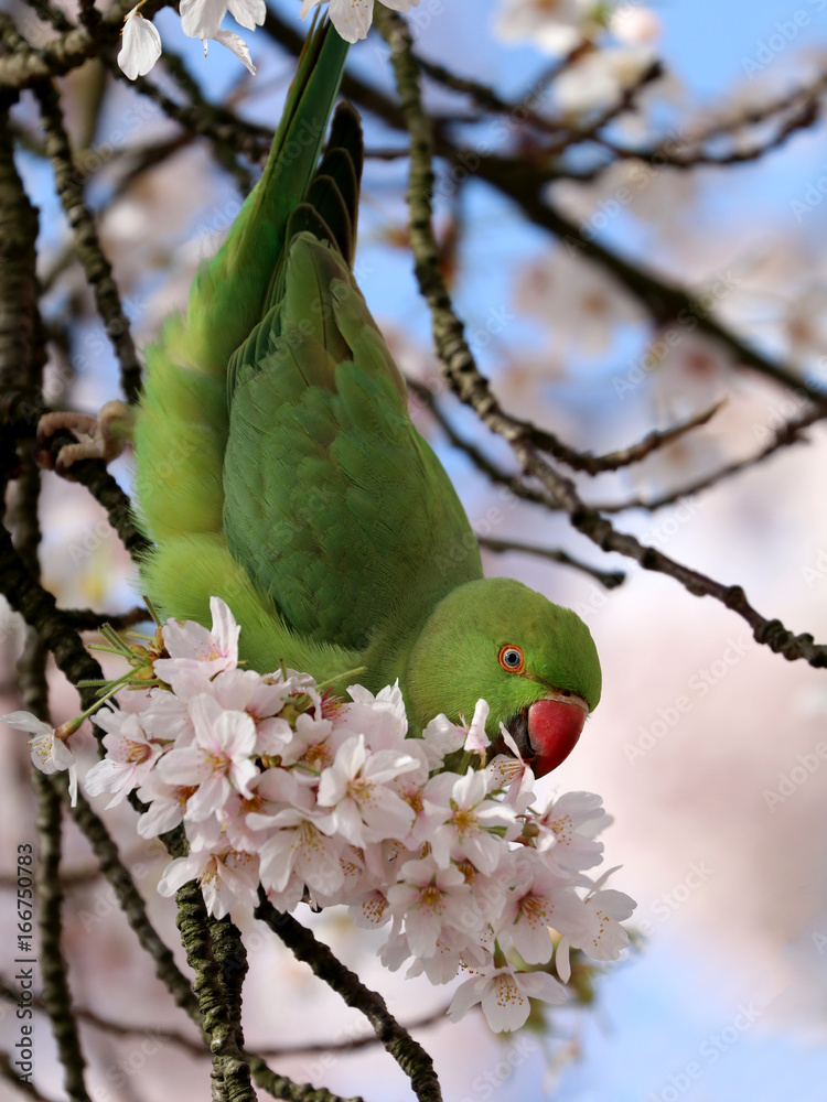Fototapeta premium Rose-ringed parakeet
