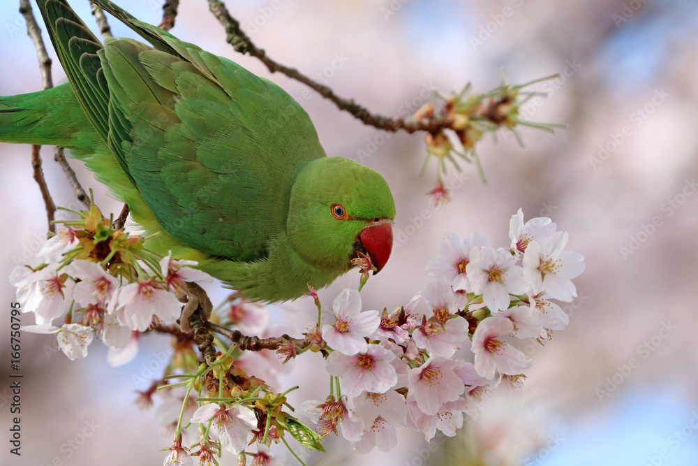 Obraz premium Rose-ringed parakeet