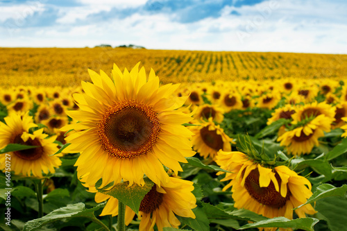 Sunflower field landscape photo