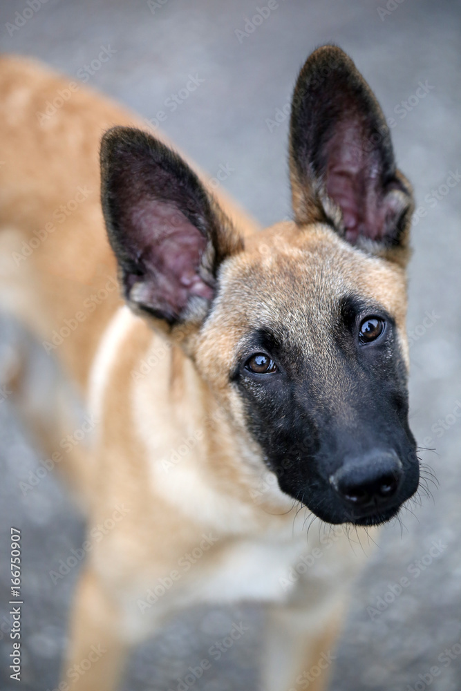 Belgian shepherd Belgian shepherd