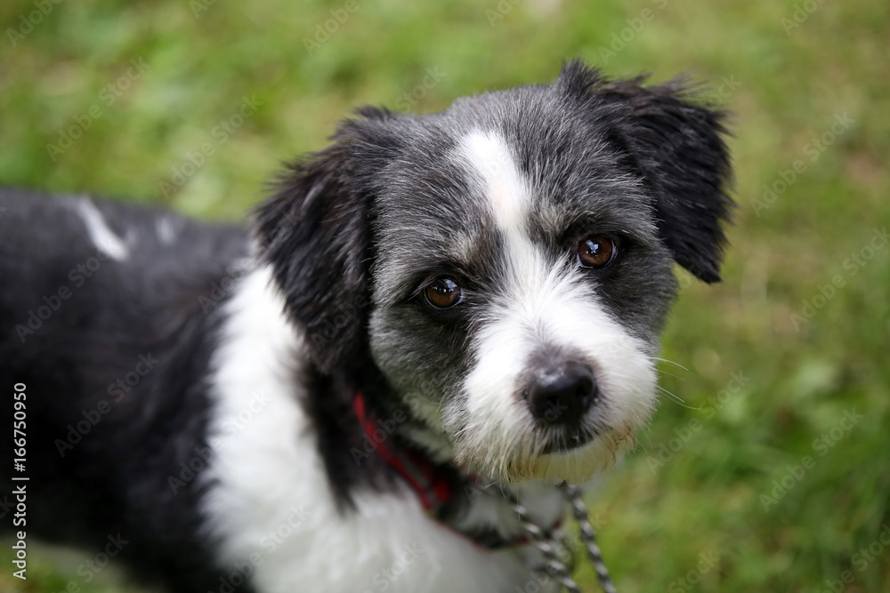 Shih tzu Shih tzu