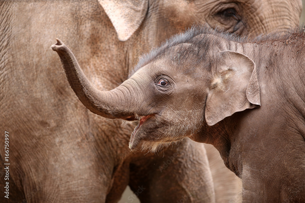 Fototapeta premium baby elephant