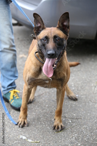 Malinois dog