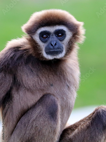 white-handed gibbon