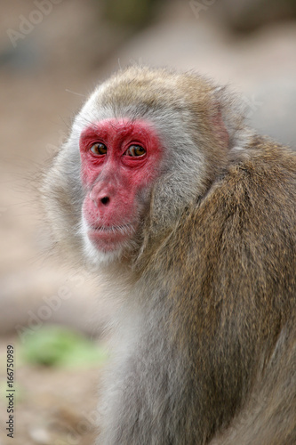 Japanese Macaque © Edwin Butter