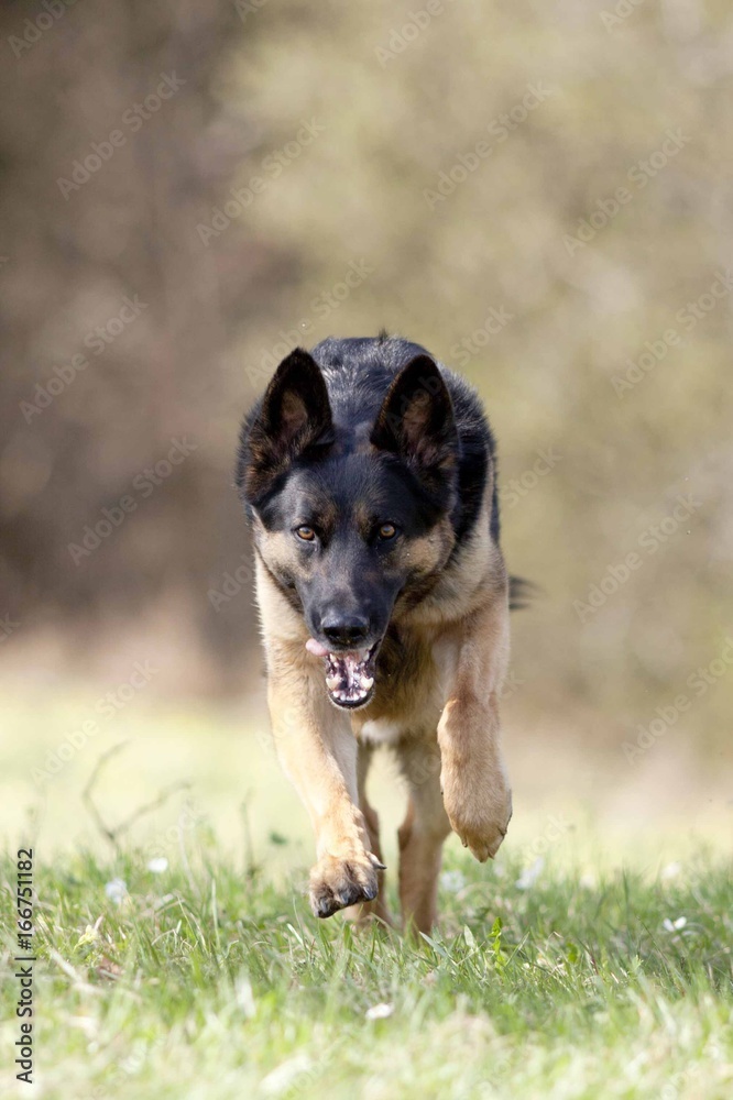 german shepherd dog run powerful frontal view