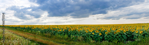 Summer landscape with a field of sunflowers with road