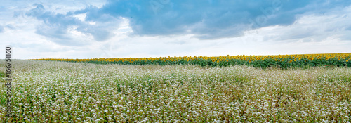 panoramic view of flowered buckwheat