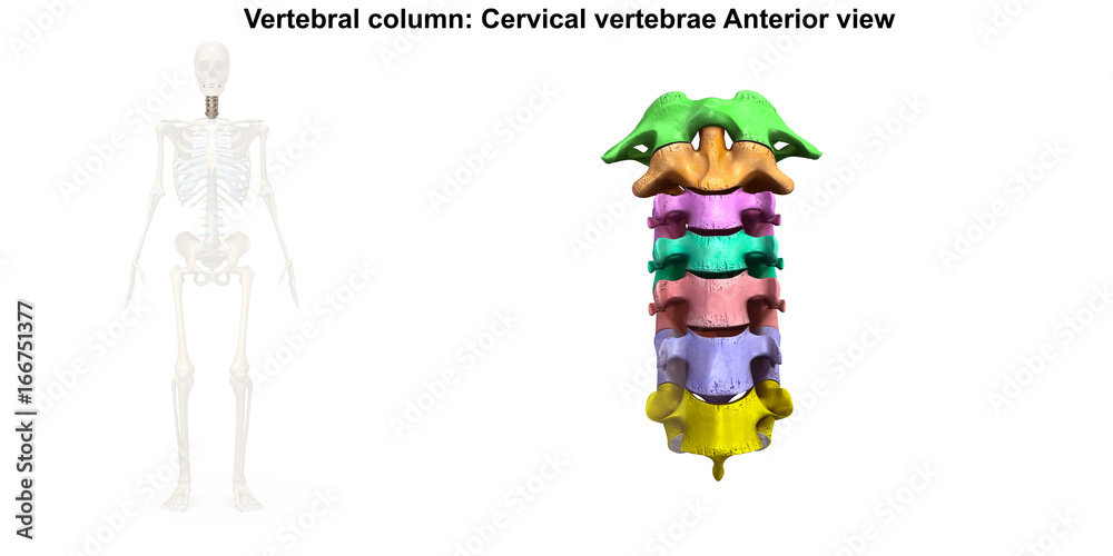 Cervical Spine_Anterior view Cervical Spine_Anterior view