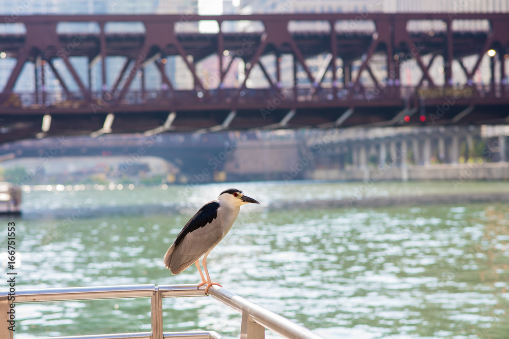 Black Crowned Night Heron in the city, with the Chicago skyline behind.