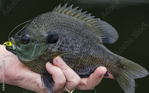 Delta Bluegill photo