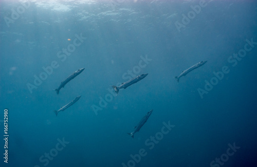 Wallpaper Mural Barracuda fish in the Caribbean Torontodigital.ca