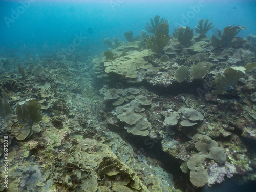 Fototapeta Naklejka Na Ścianę i Meble -  Coral reef in the Caribbean