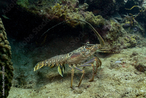 Lobster on a coral reef in the Caribbean © Nicole