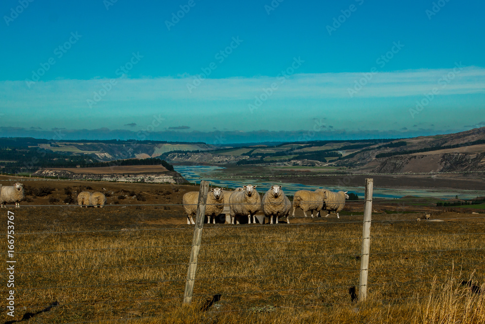 High country sheep