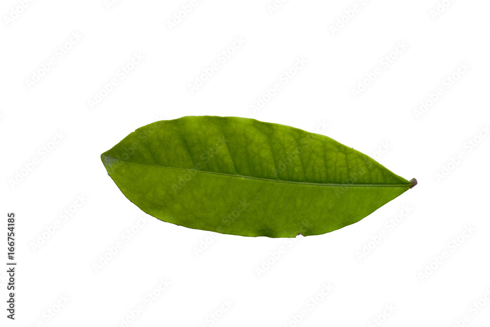 Fototapeta premium Single Ixora green leaf on white background.