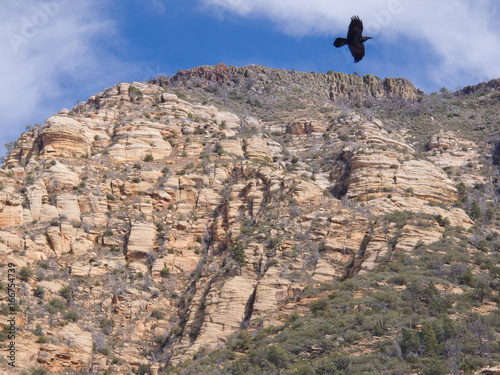 Hawk in flight, Sedona, Arizona
