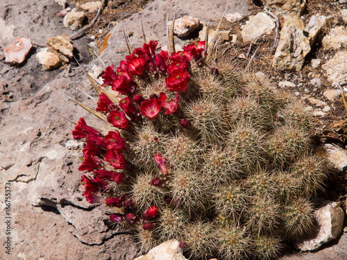 Hedgehog cactus in bloom, Sedona, Arizona