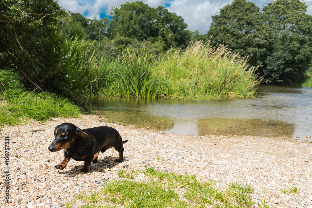 Black and tan smooth-haired miniature dachshund walking away from ford in river
