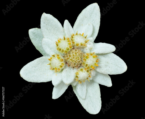Edelweiss 8