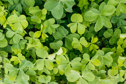 Green ivy texture