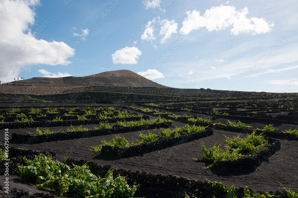 Geria regular  vineyard at the foot of a volcano, Lanzarote, Canary Islands