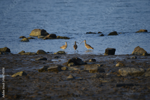 The sea bird © qiujusong