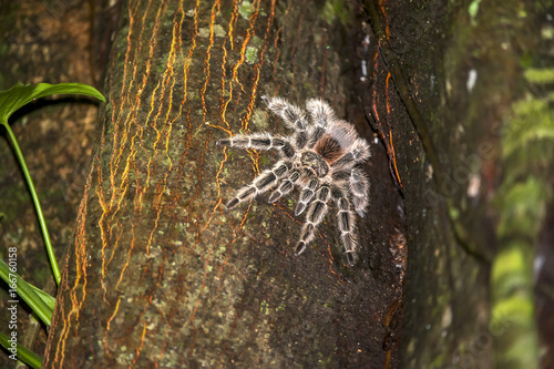 Tarantula photo