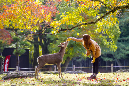 fall season with beautiful maple color at Nara Park, Japan