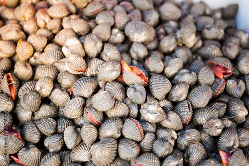 Fresh shellfish blood cockles in the market for sale