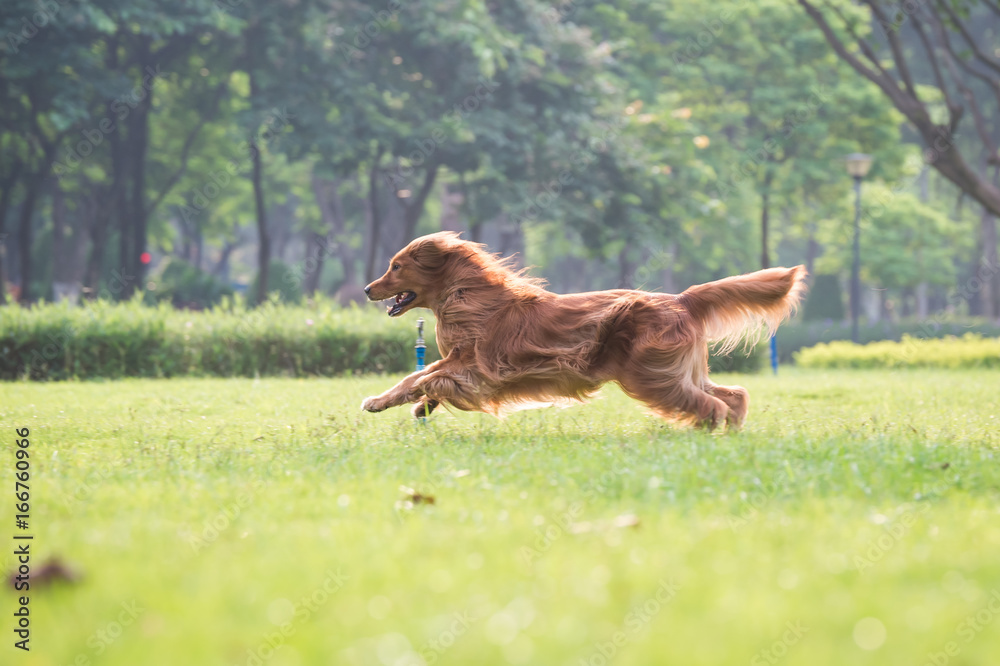 Golden Retriever playing in the grass