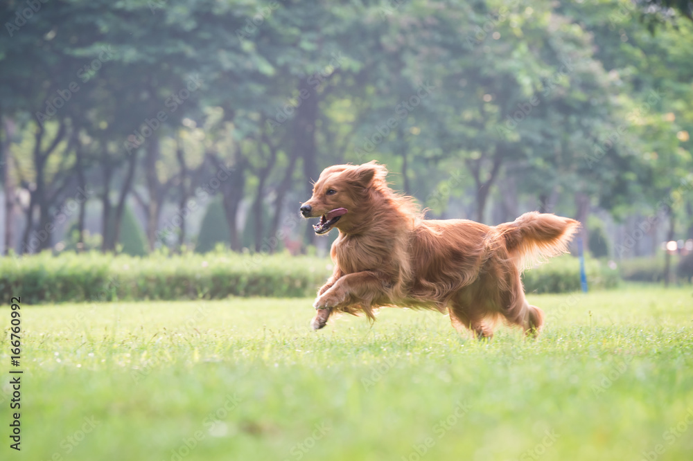 Golden Retriever playing in the grass