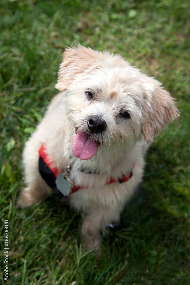 adorable dog outside