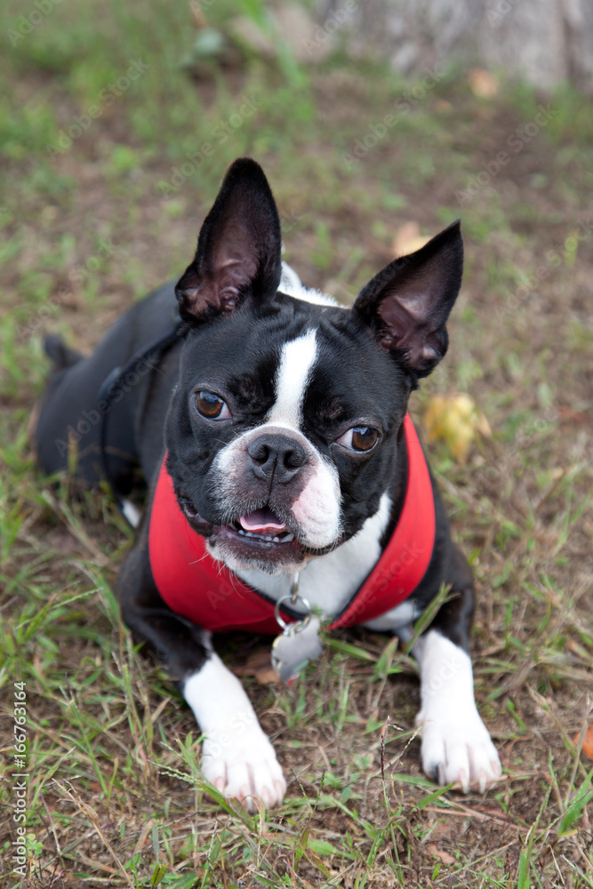 cute french bulldog