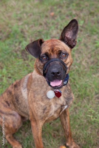 big brown dog with a funny ear