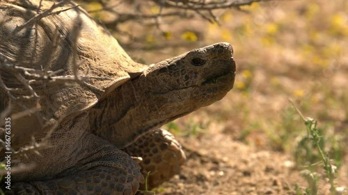 Wild Desert Tortoise Closeup of Gopherus Agassizii in Mojave Desert California photo